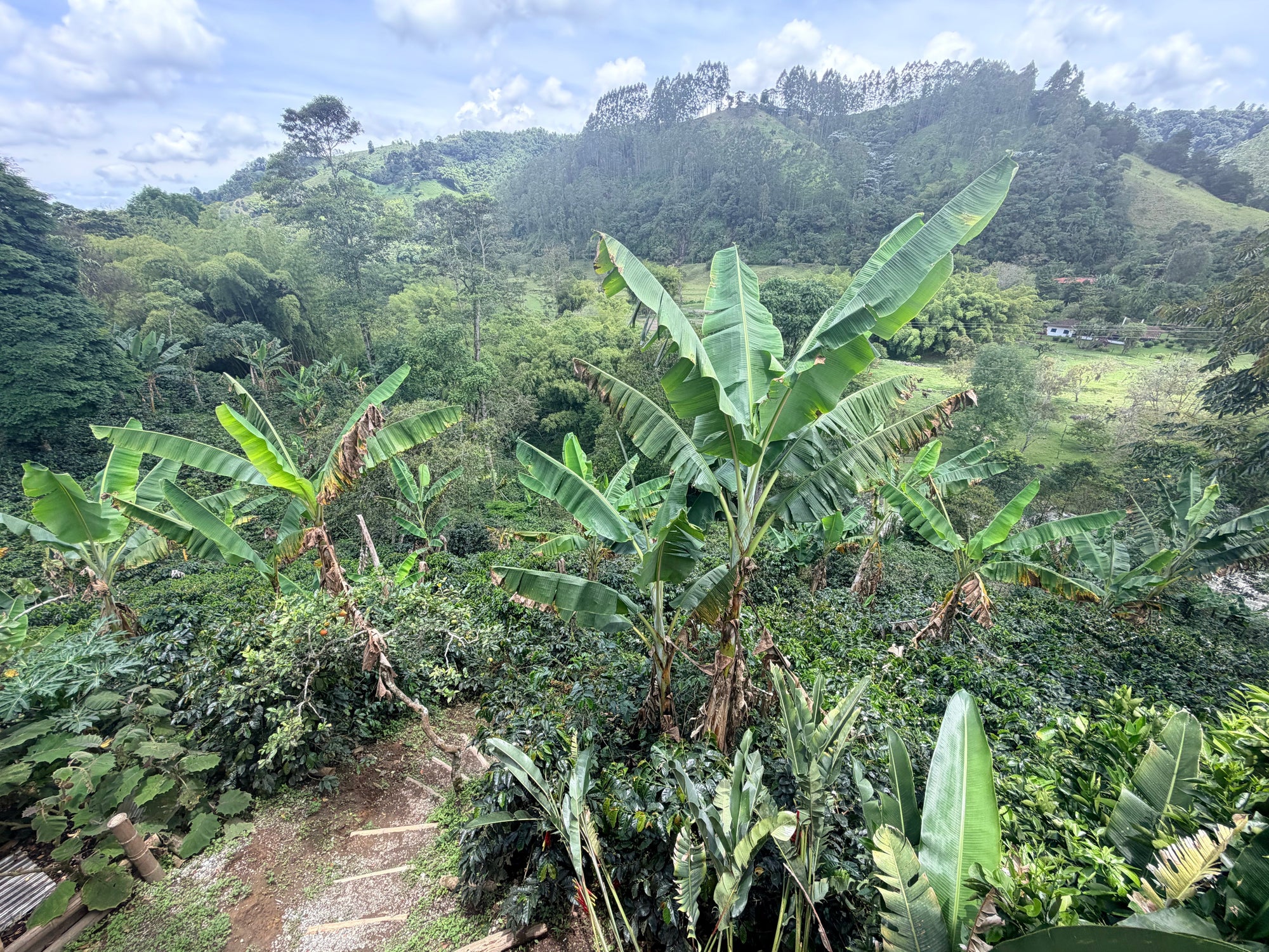 Visiting Finca De Don Elías: What It Taught Us About Sourcing Coffee - Good Grounds